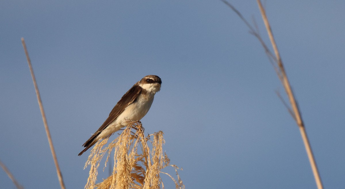 Gray-rumped Swallow - Frank Willems - Birding Zambia
