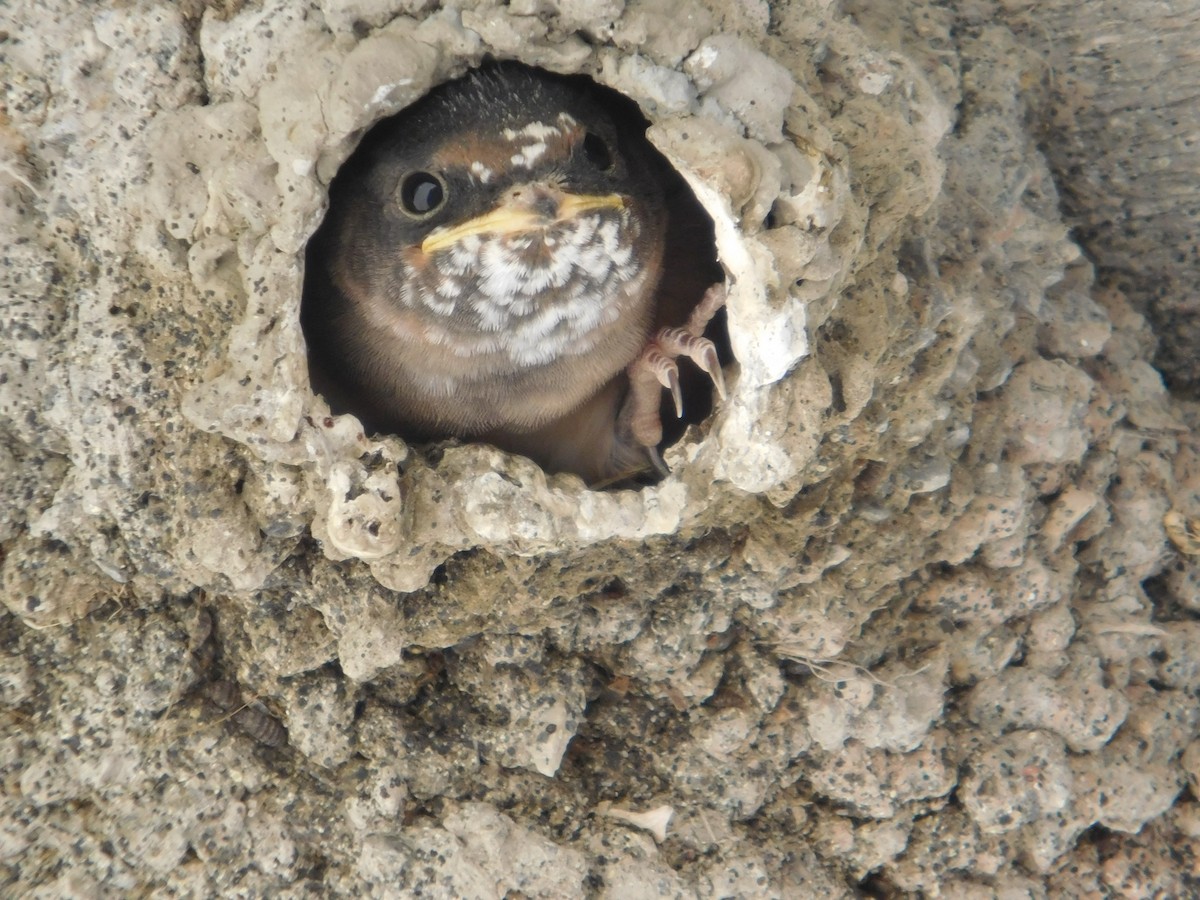 Cliff Swallow - ML620484346