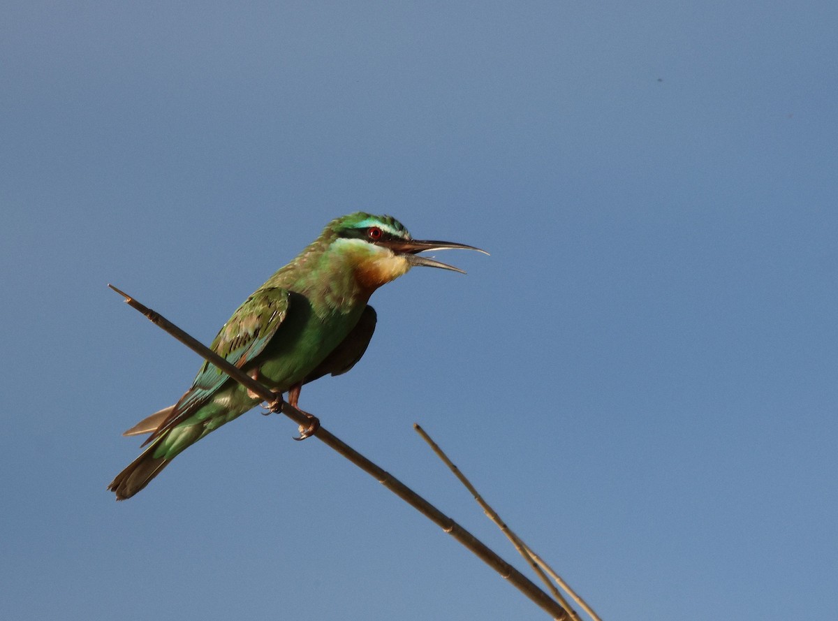 Blue-cheeked Bee-eater - Frank Willems - Birding Zambia