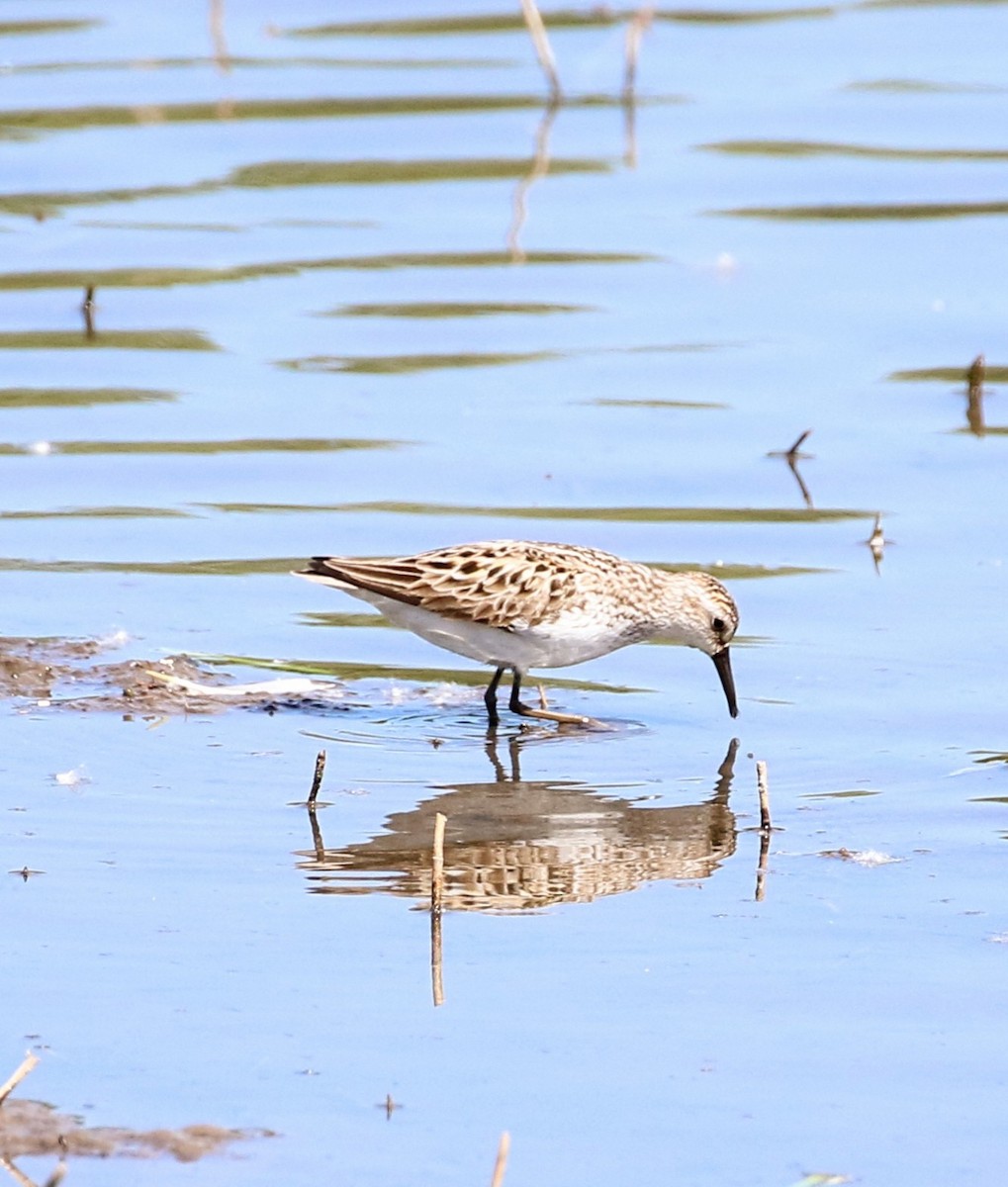 Semipalmated Sandpiper - ML620484350