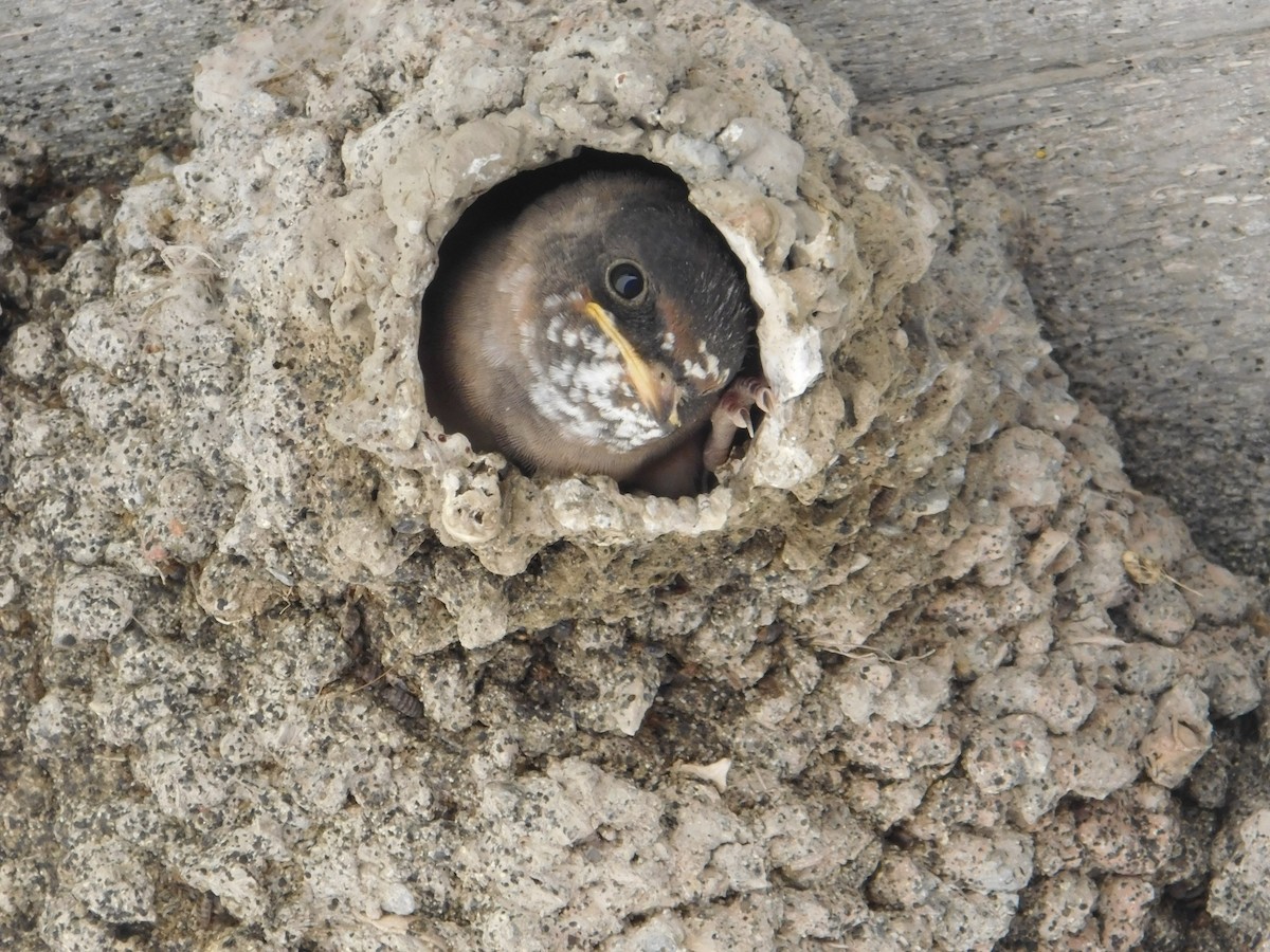 Cliff Swallow - ML620484351