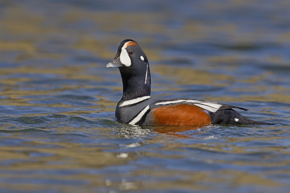 Harlequin Duck - ML620484355