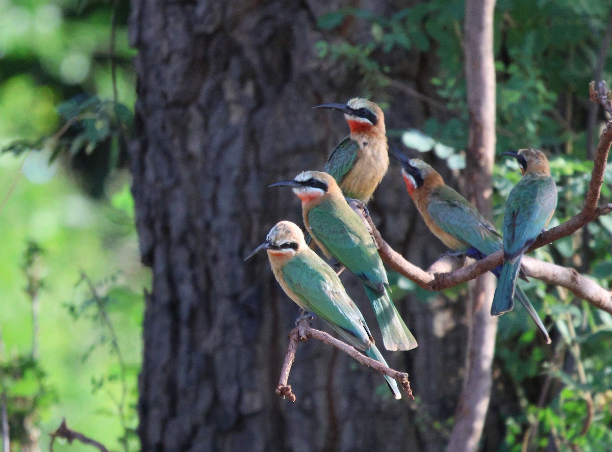 White-fronted Bee-eater - ML620484364