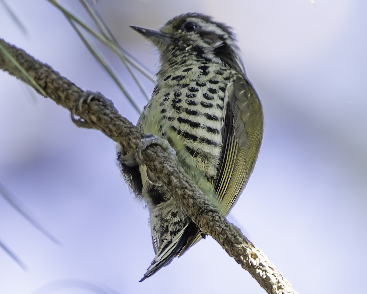 Speckled Piculet - ML620484372