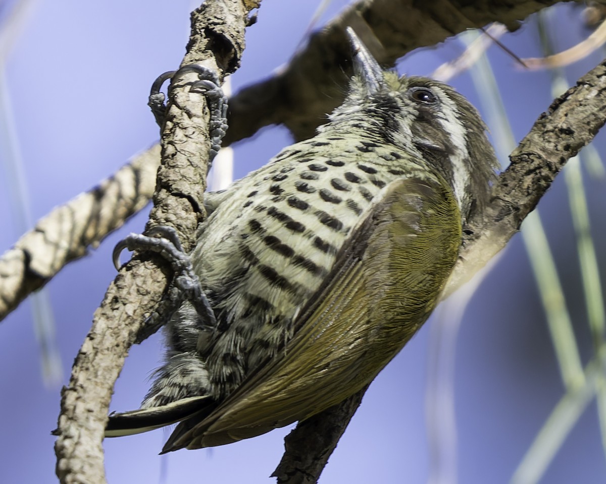 Speckled Piculet - ML620484373