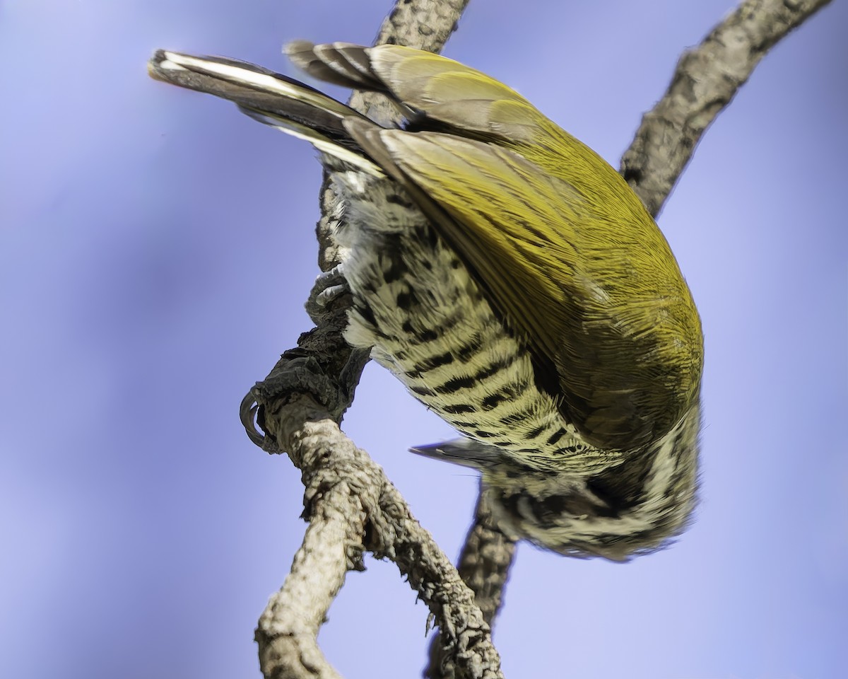 Speckled Piculet - ML620484375