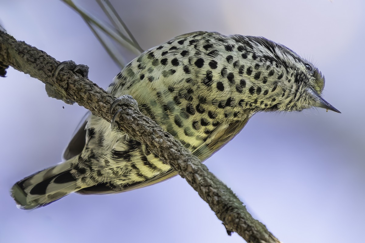 Speckled Piculet - ML620484376