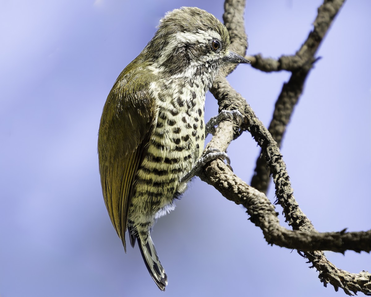 Speckled Piculet - ML620484378