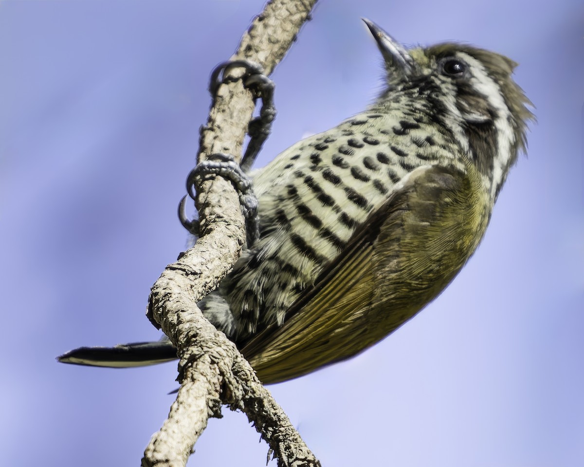 Speckled Piculet - ML620484380
