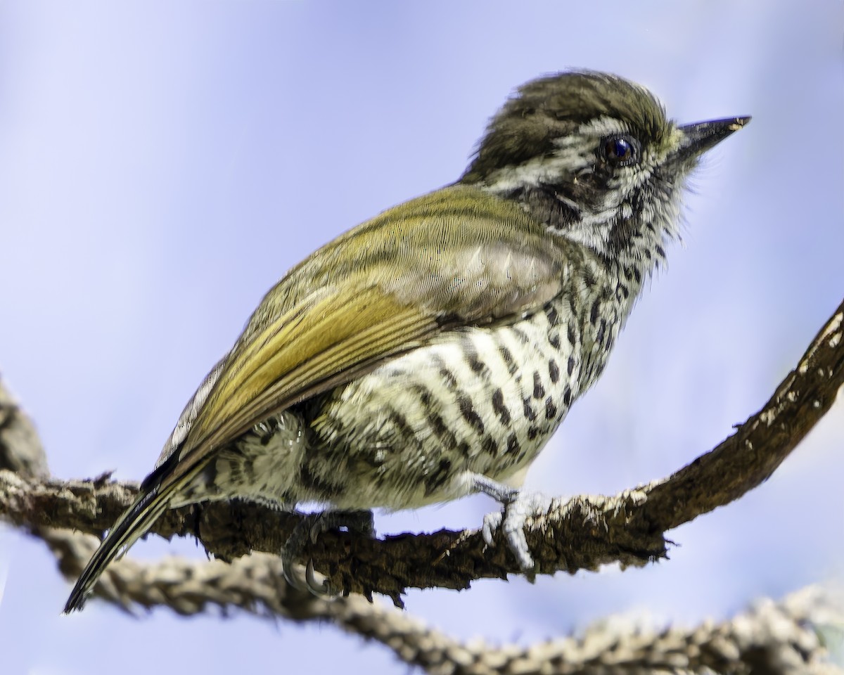 Speckled Piculet - ML620484381