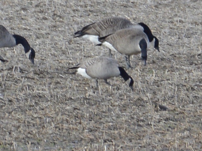 Cackling Goose - ML620484392