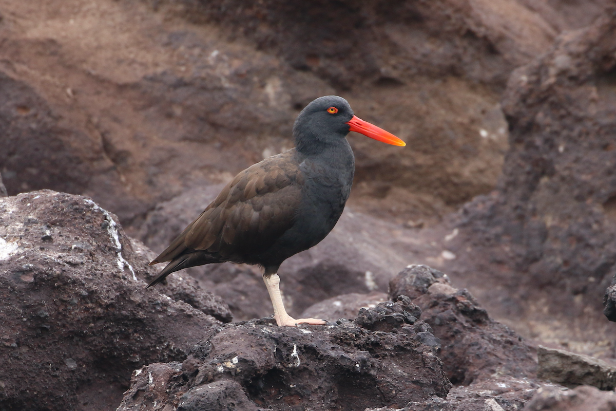 Blackish Oystercatcher - ML620484394