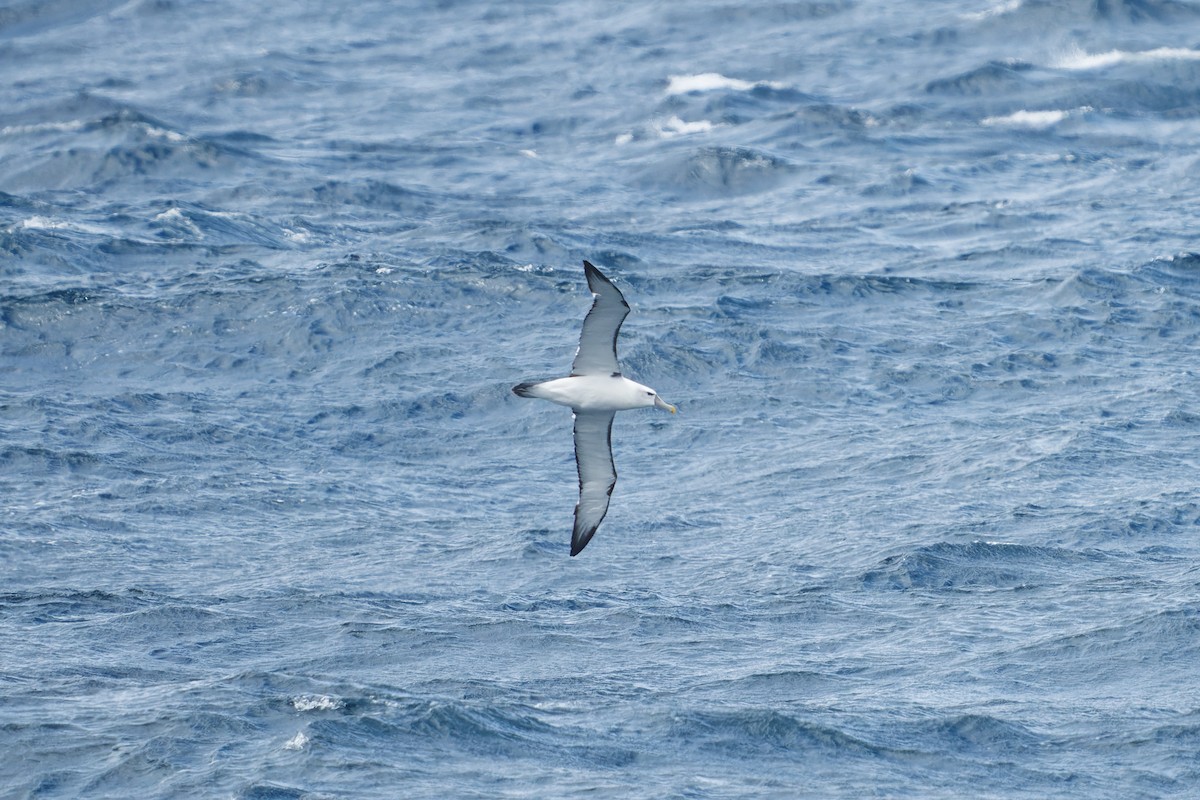 White-capped Albatross - Kevin Huang