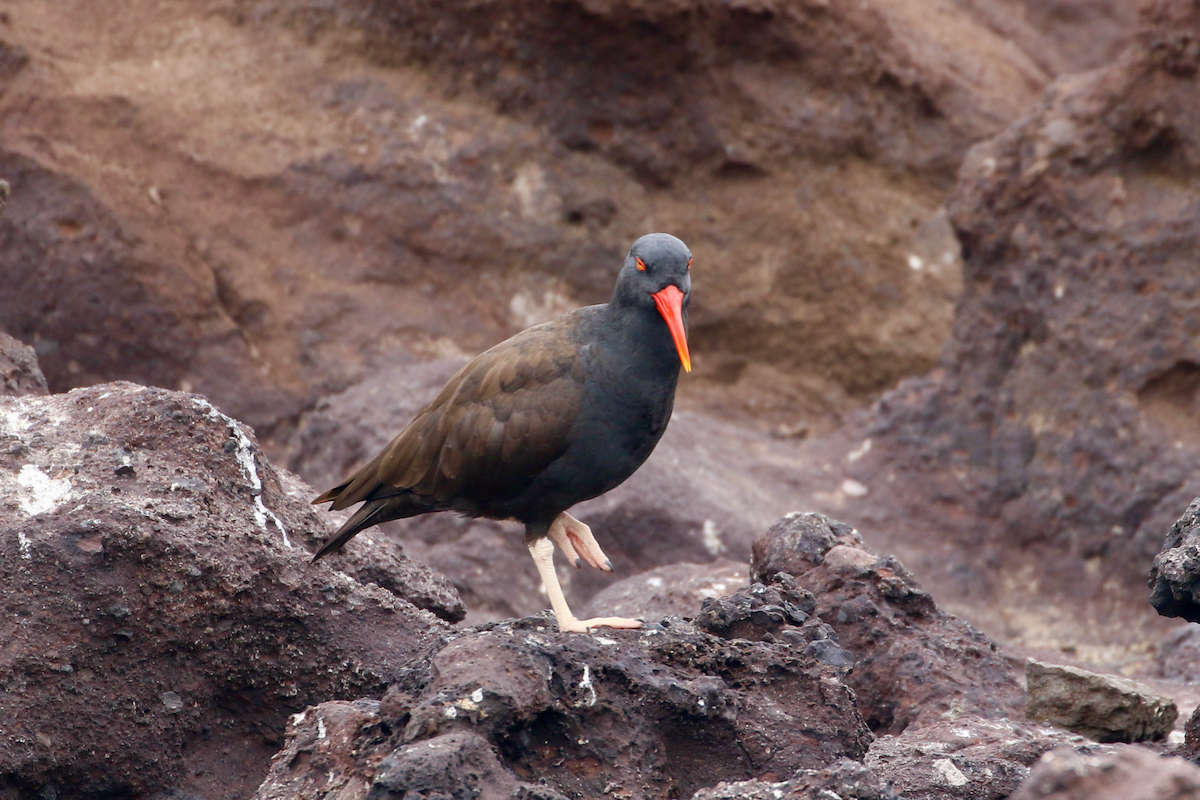 Blackish Oystercatcher - ML620484396