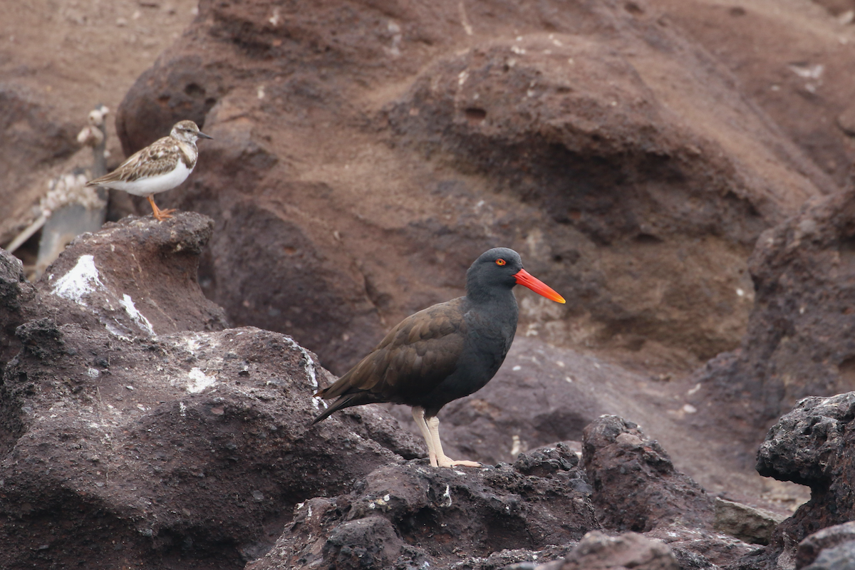 Blackish Oystercatcher - ML620484397