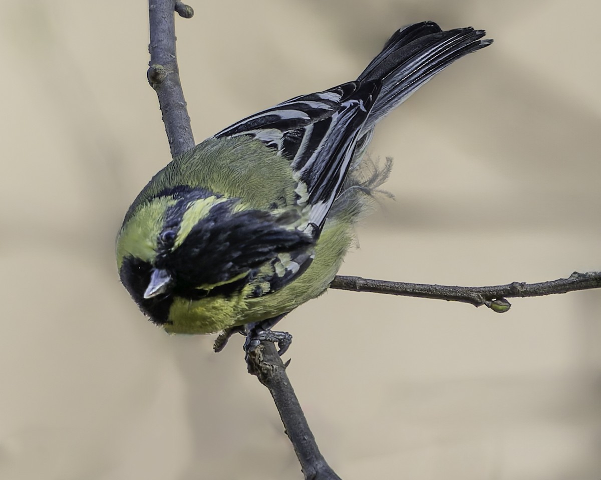 Himalayan Black-lored Tit - ML620484399