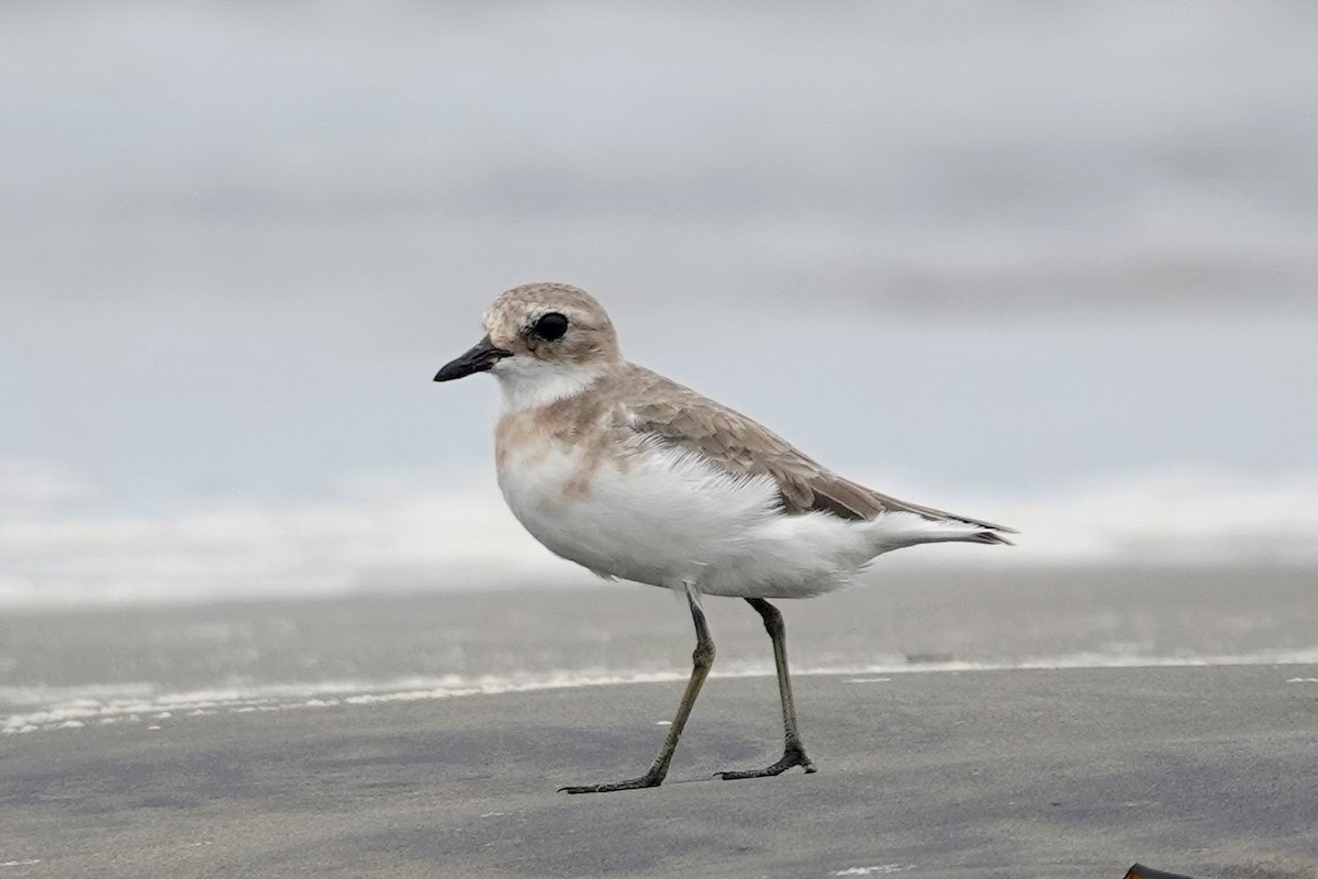 Tibetan Sand-Plover - ML620484402