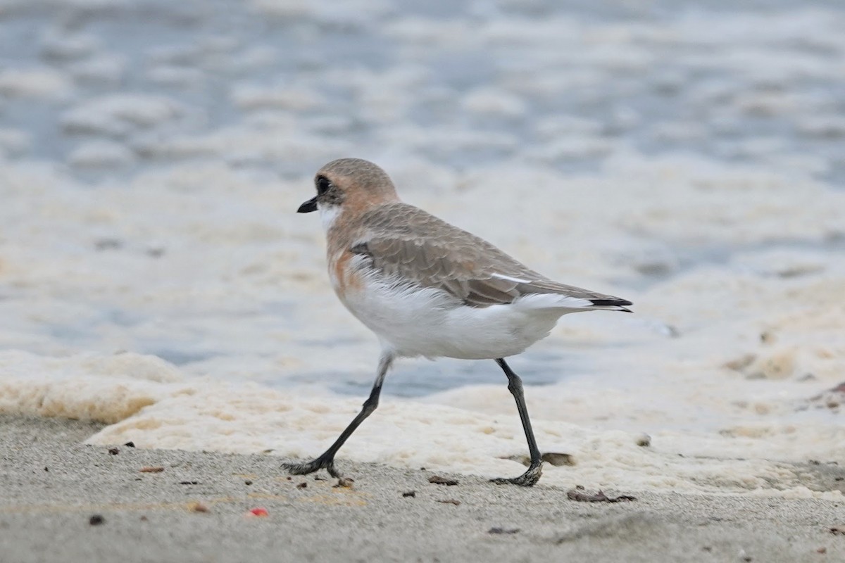 Tibetan Sand-Plover - ML620484403