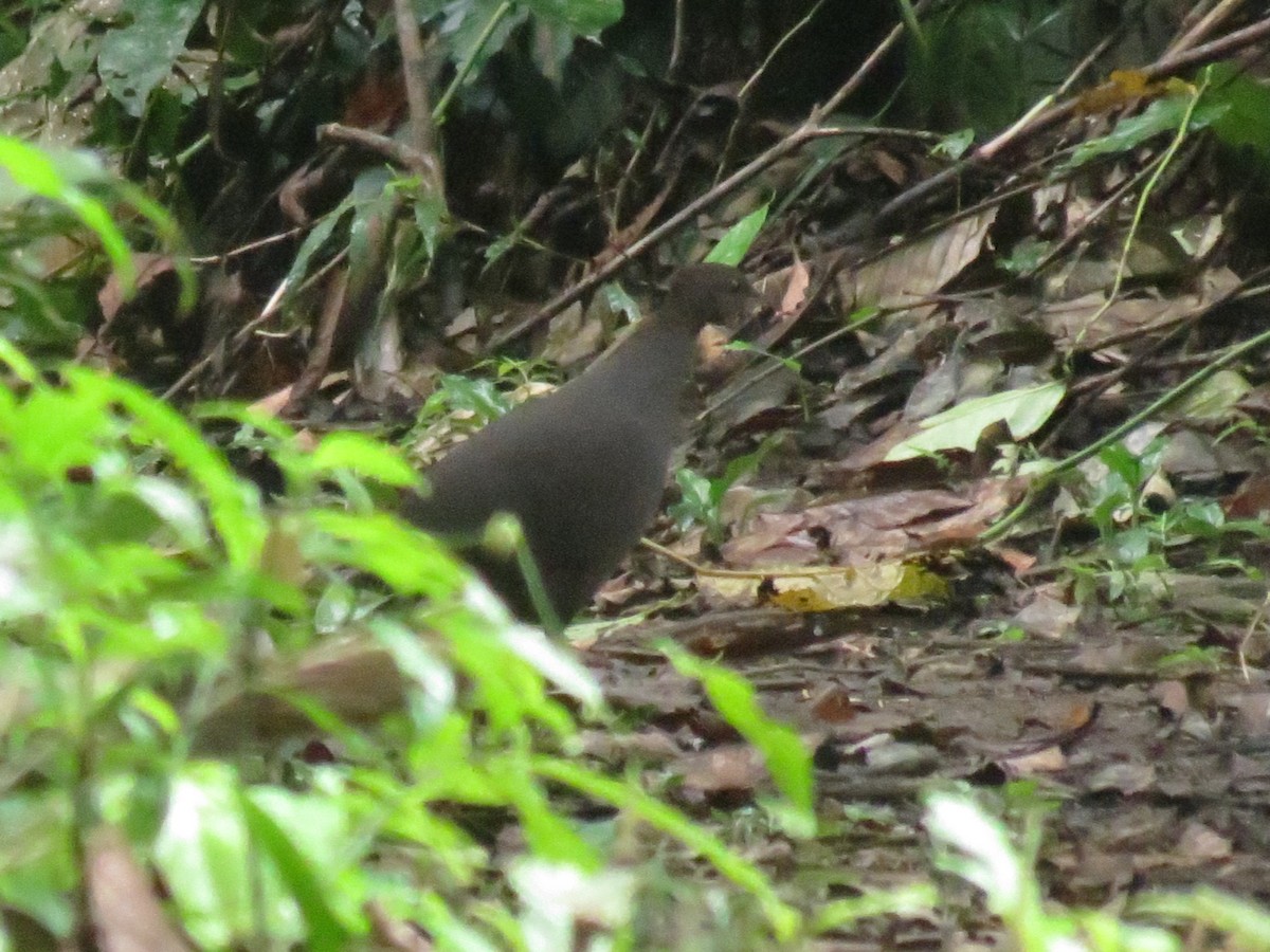 Gray Tinamou - ML620484413