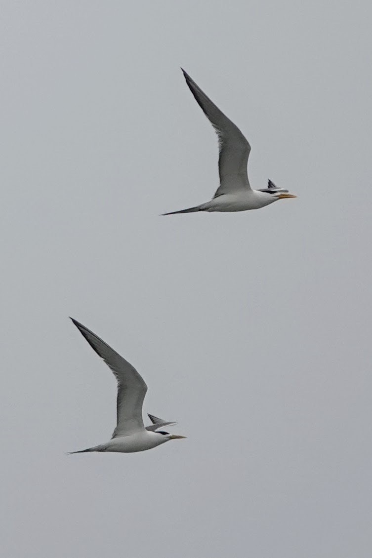 Great Crested Tern - ML620484415