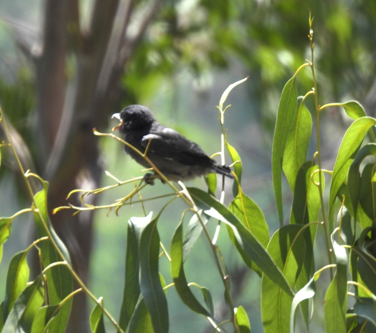 Ashy Drongo - ML620484426