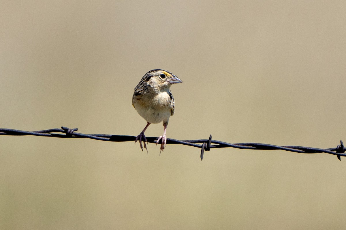 Grasshopper Sparrow - Winston Liu