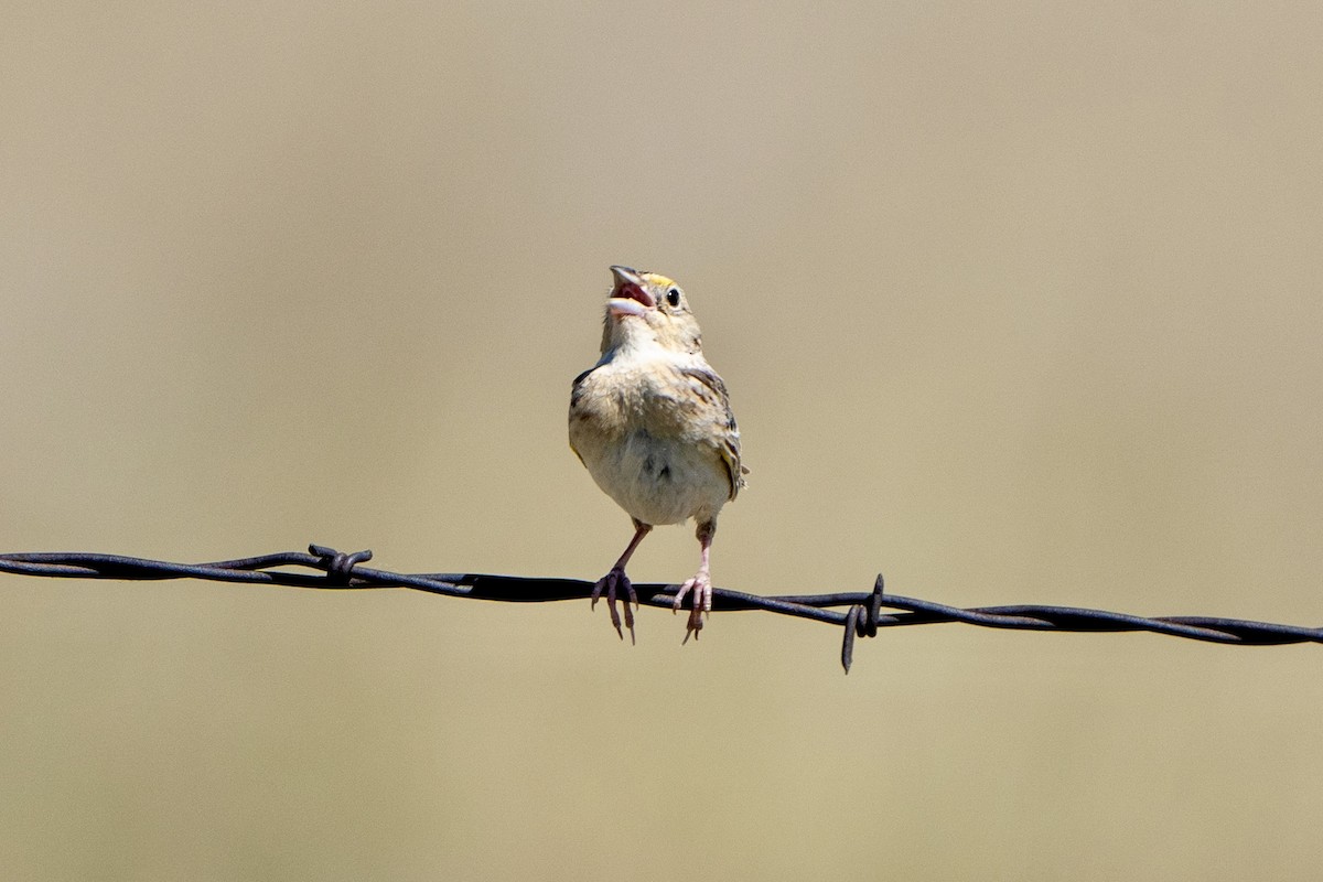 Grasshopper Sparrow - ML620484429