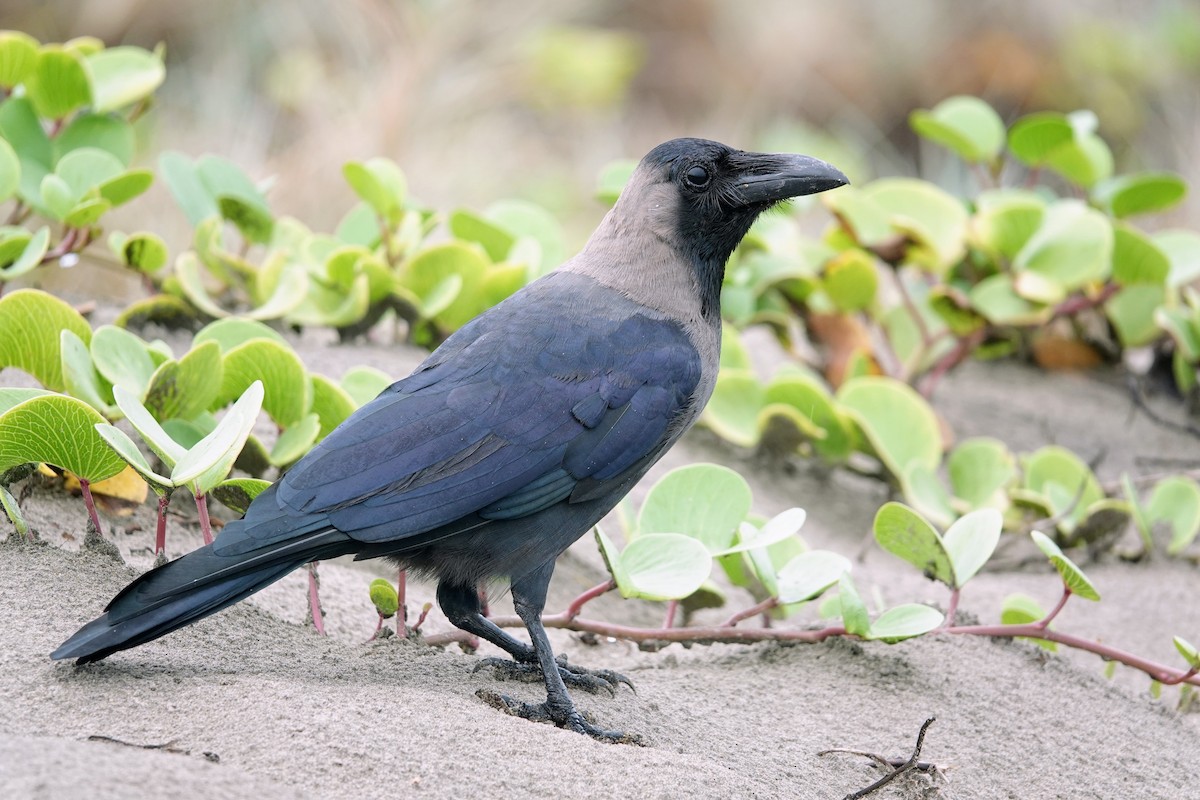 House Crow - ML620484433