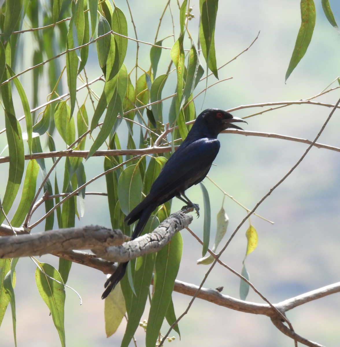 Ashy Drongo - ML620484444