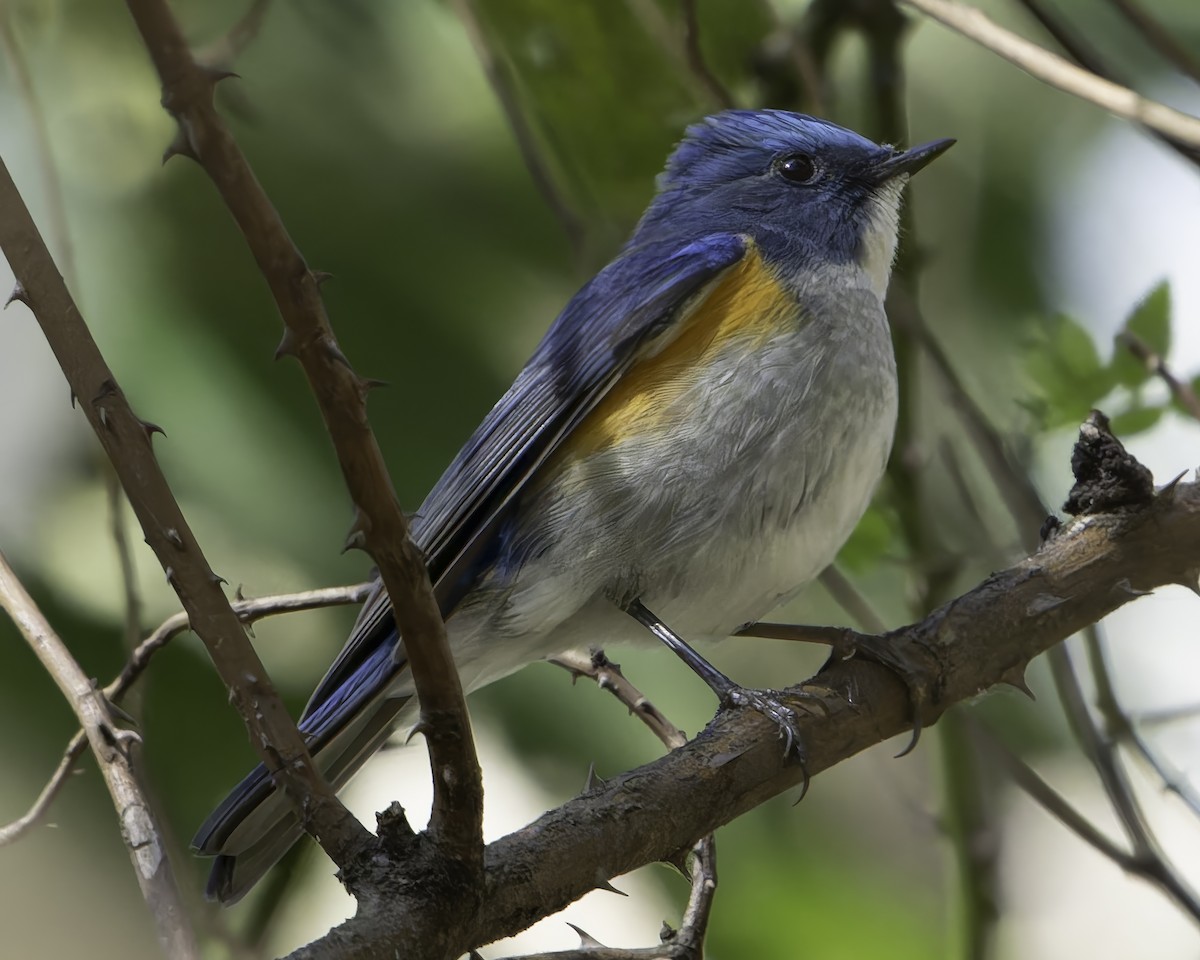 Himalayan Bluetail - ML620484450