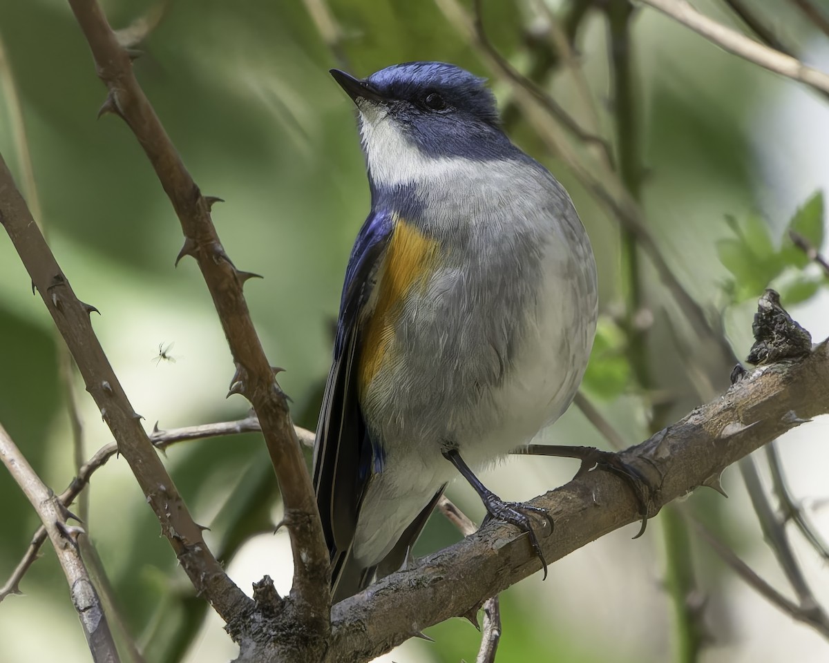 Himalayan Bluetail - ML620484451