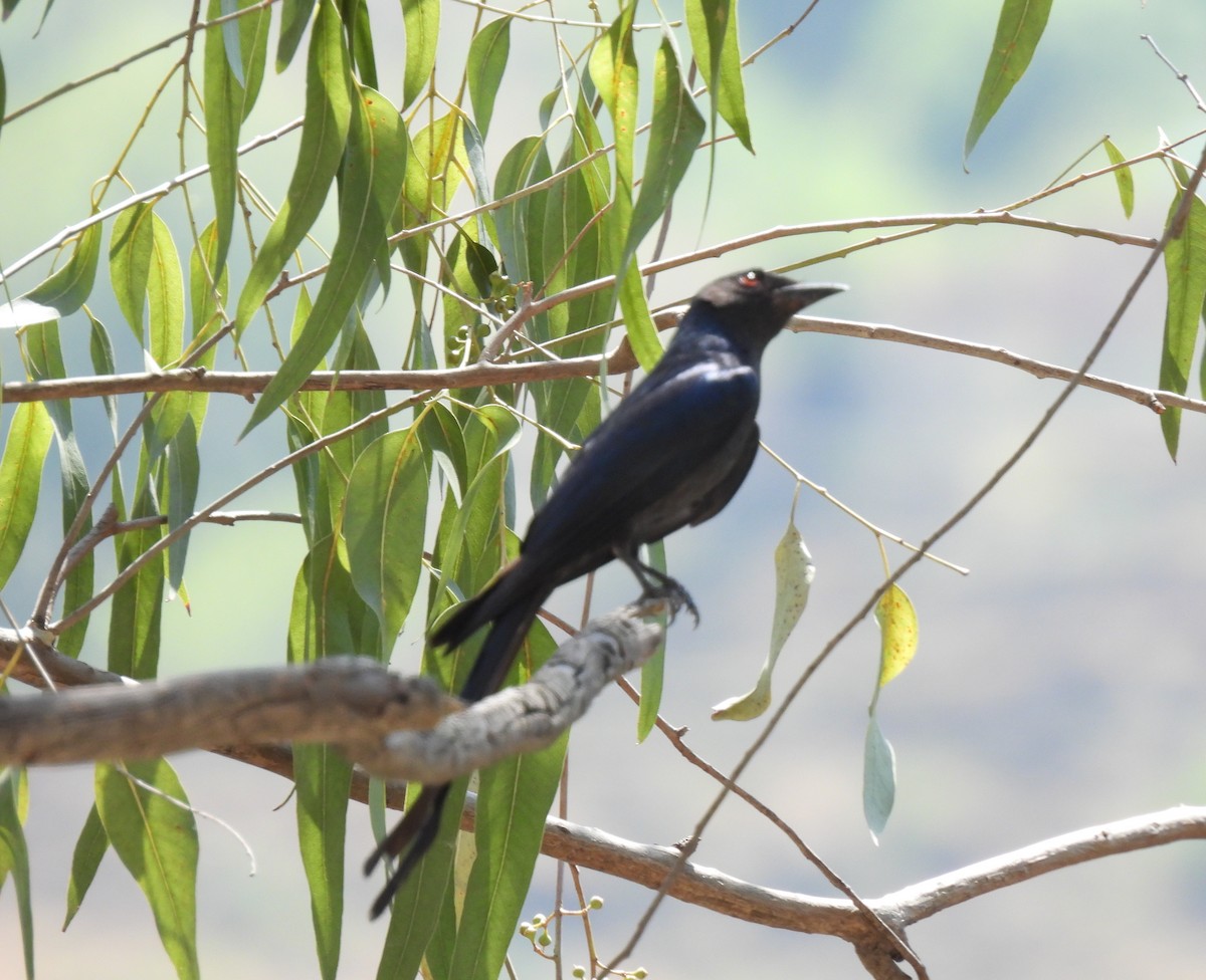 Drongo Cenizo - ML620484459