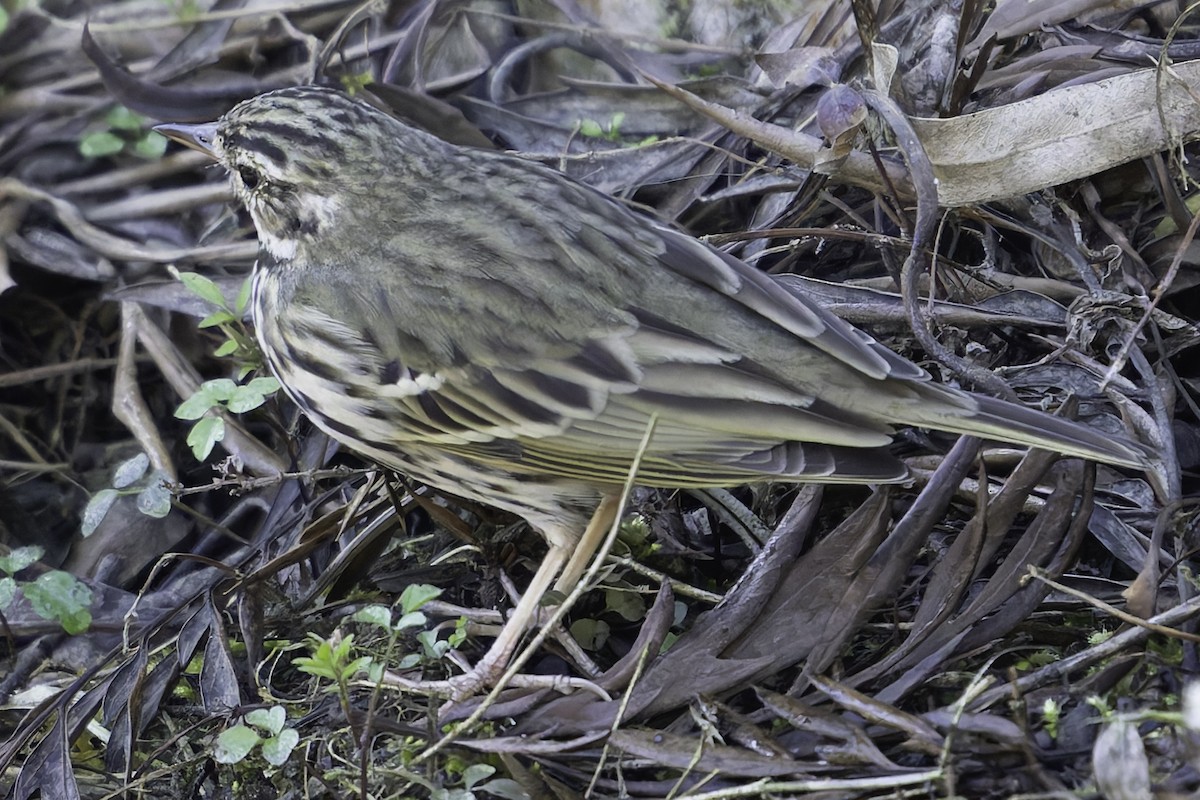 Olive-backed Pipit - ML620484462