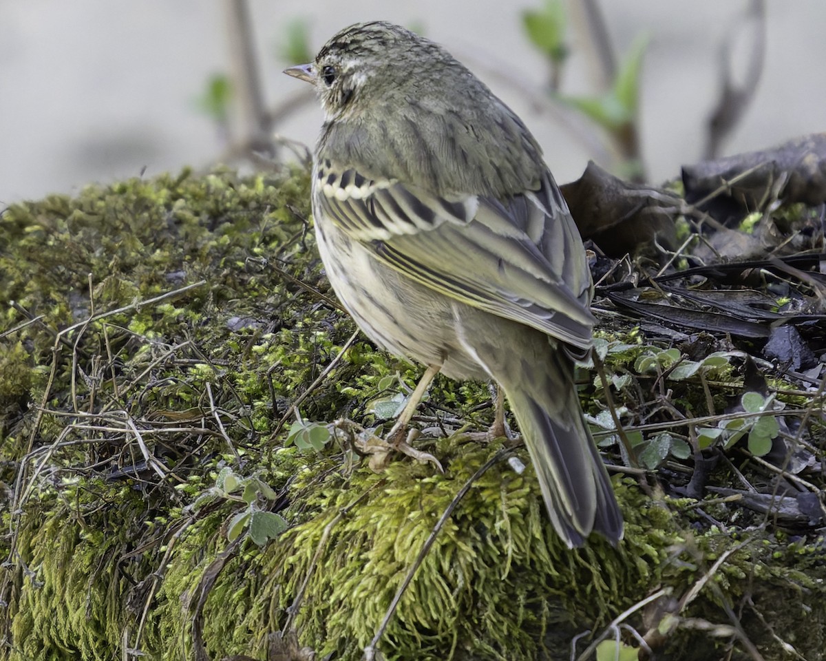 Pipit à dos olive - ML620484463