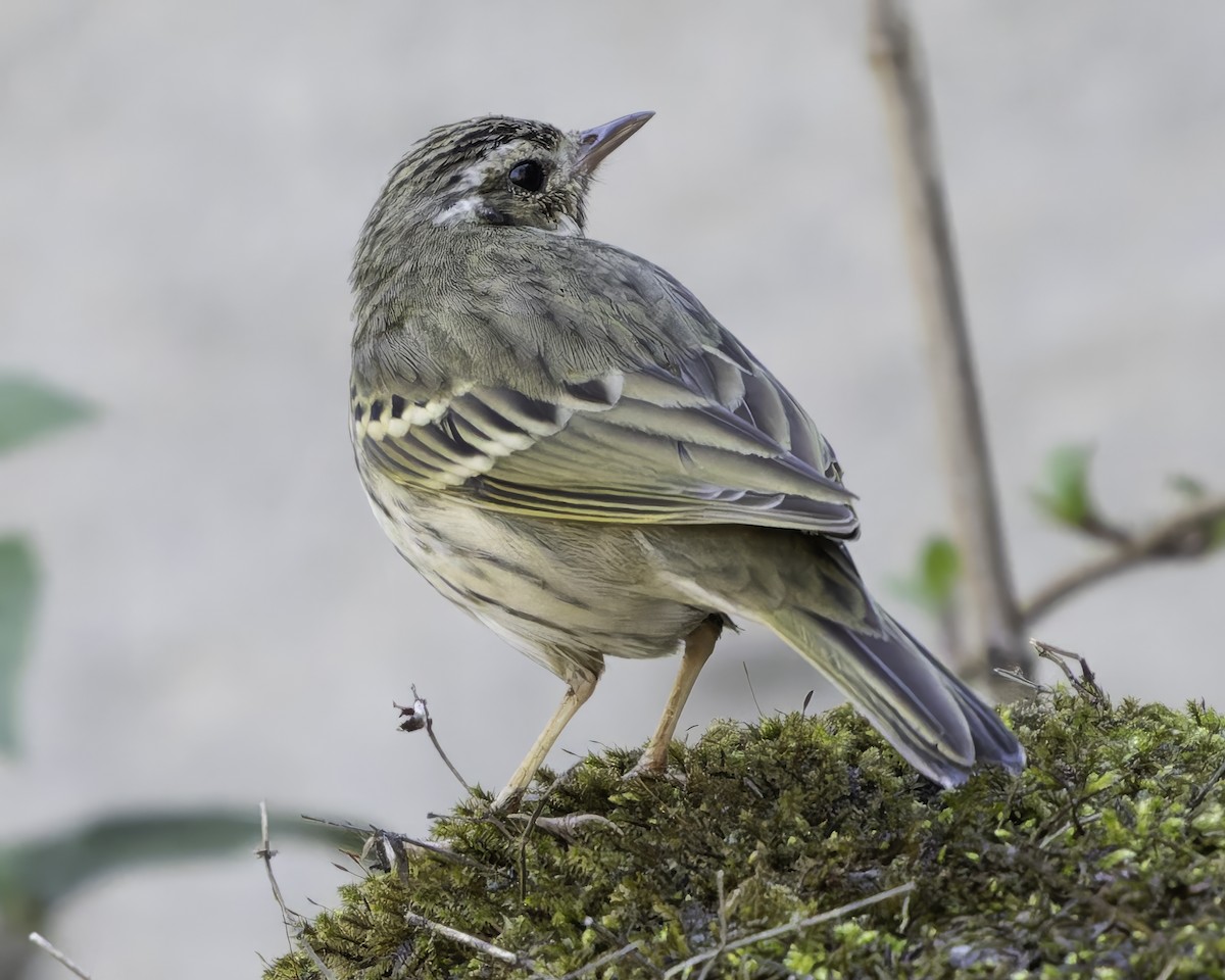 Pipit à dos olive - ML620484464