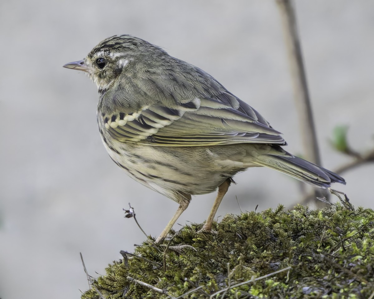 Pipit à dos olive - ML620484465