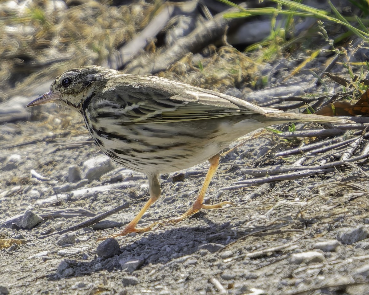 Pipit à dos olive - ML620484466