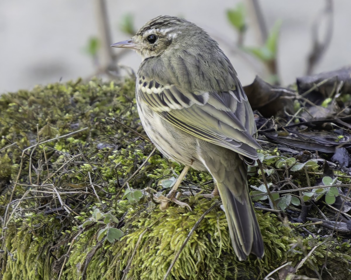 Pipit à dos olive - ML620484467