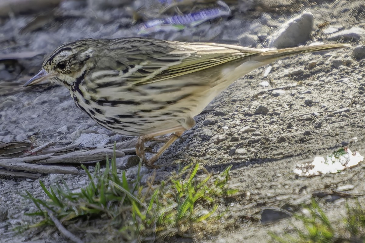 Olive-backed Pipit - ML620484468