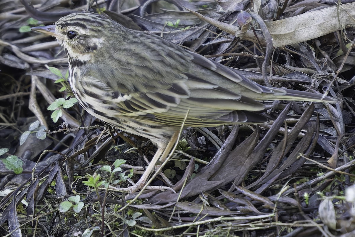 Olive-backed Pipit - ML620484469