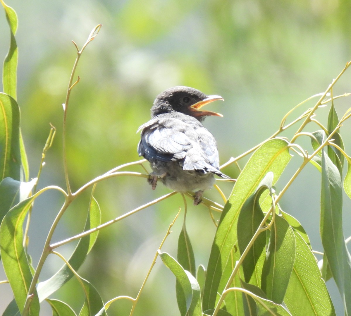 Kül Rengi Drongo - ML620484474