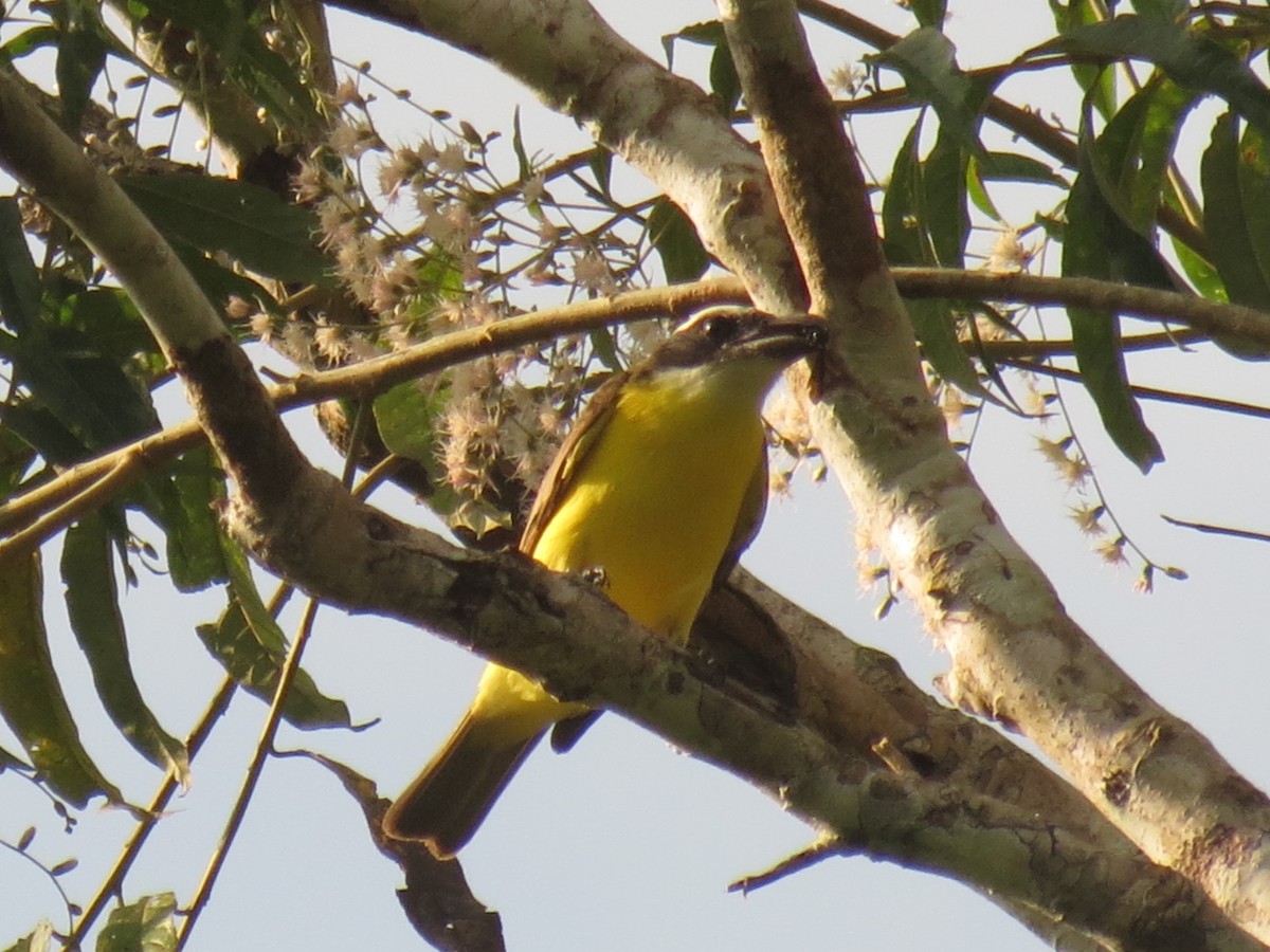 Boat-billed Flycatcher - ML620484478