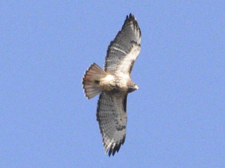 Red-tailed Hawk - ML620484496