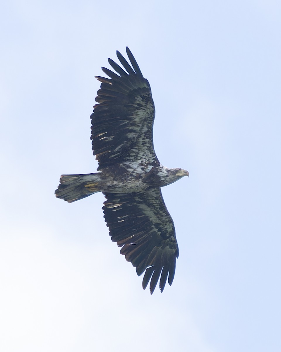 Bald Eagle - ML620484501