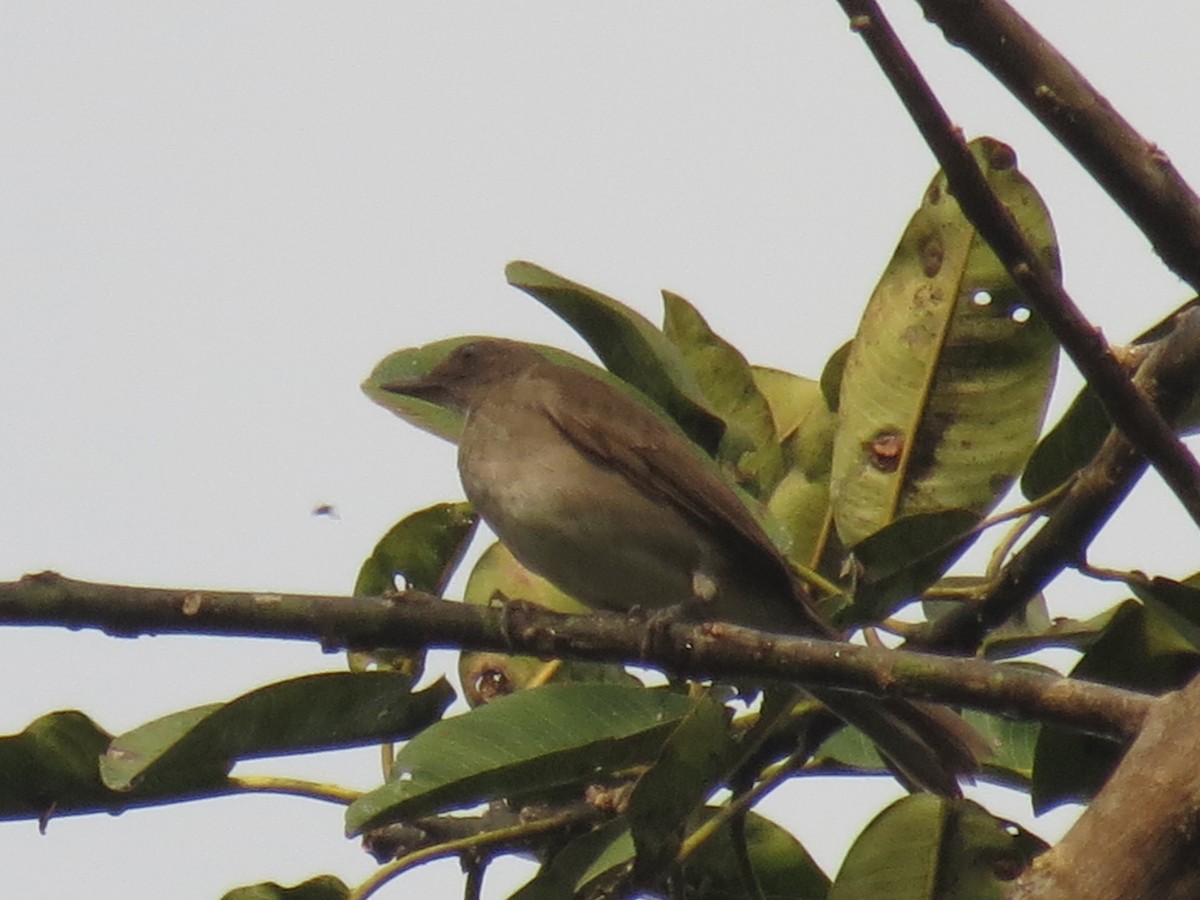 Black-billed Thrush - ML620484502