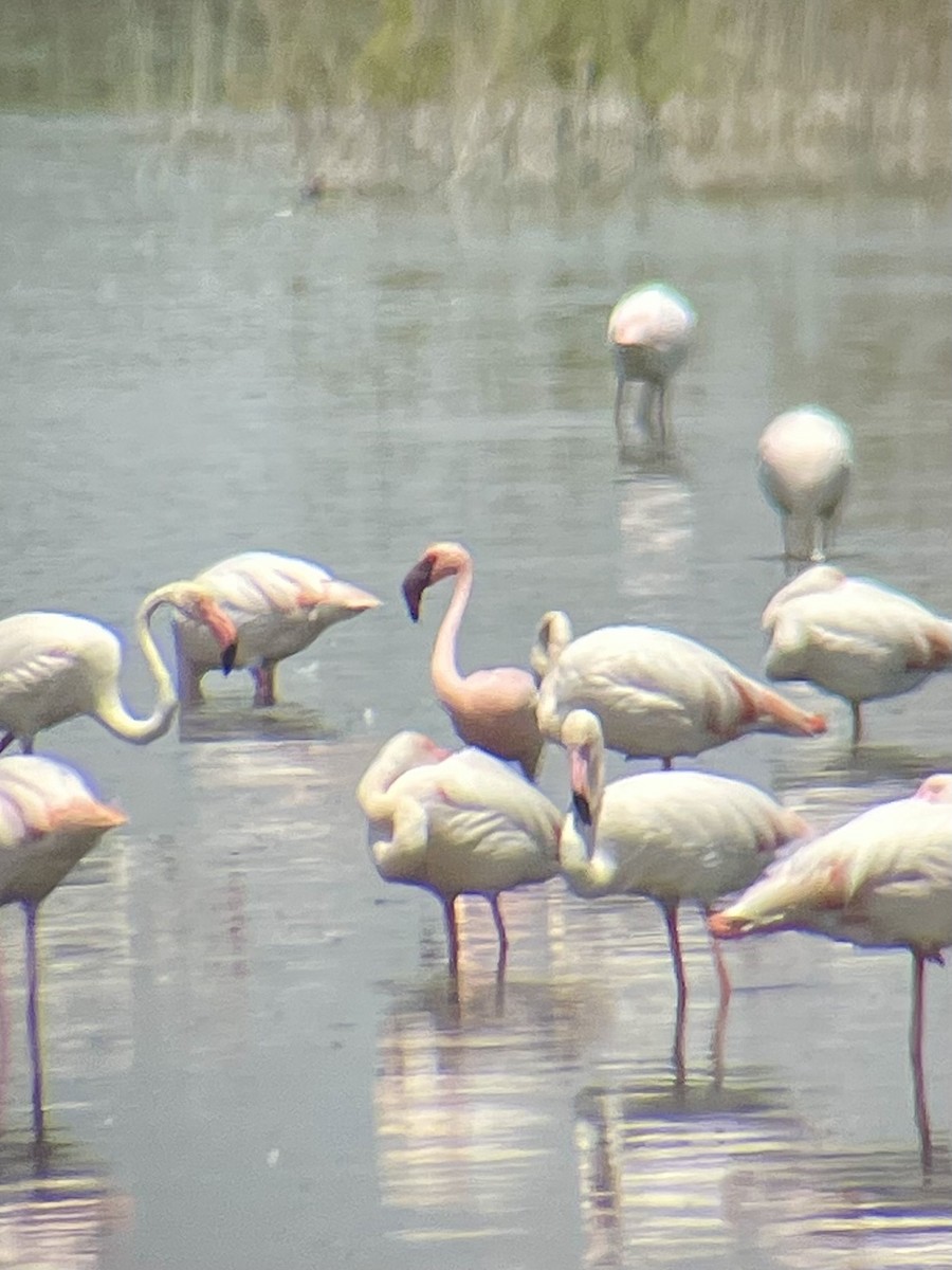 Lesser Flamingo - ML620484505