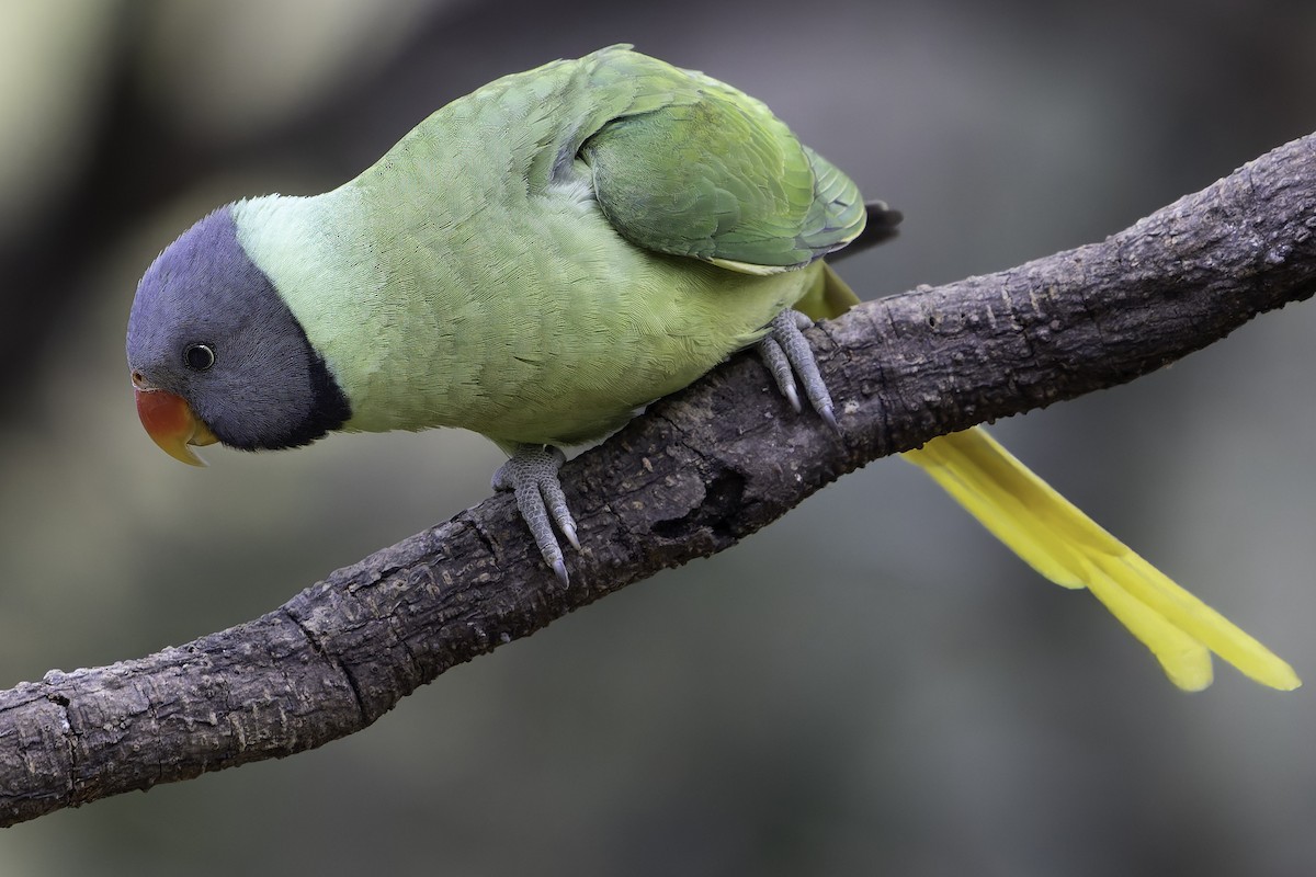 Slaty-headed Parakeet - Grant Price