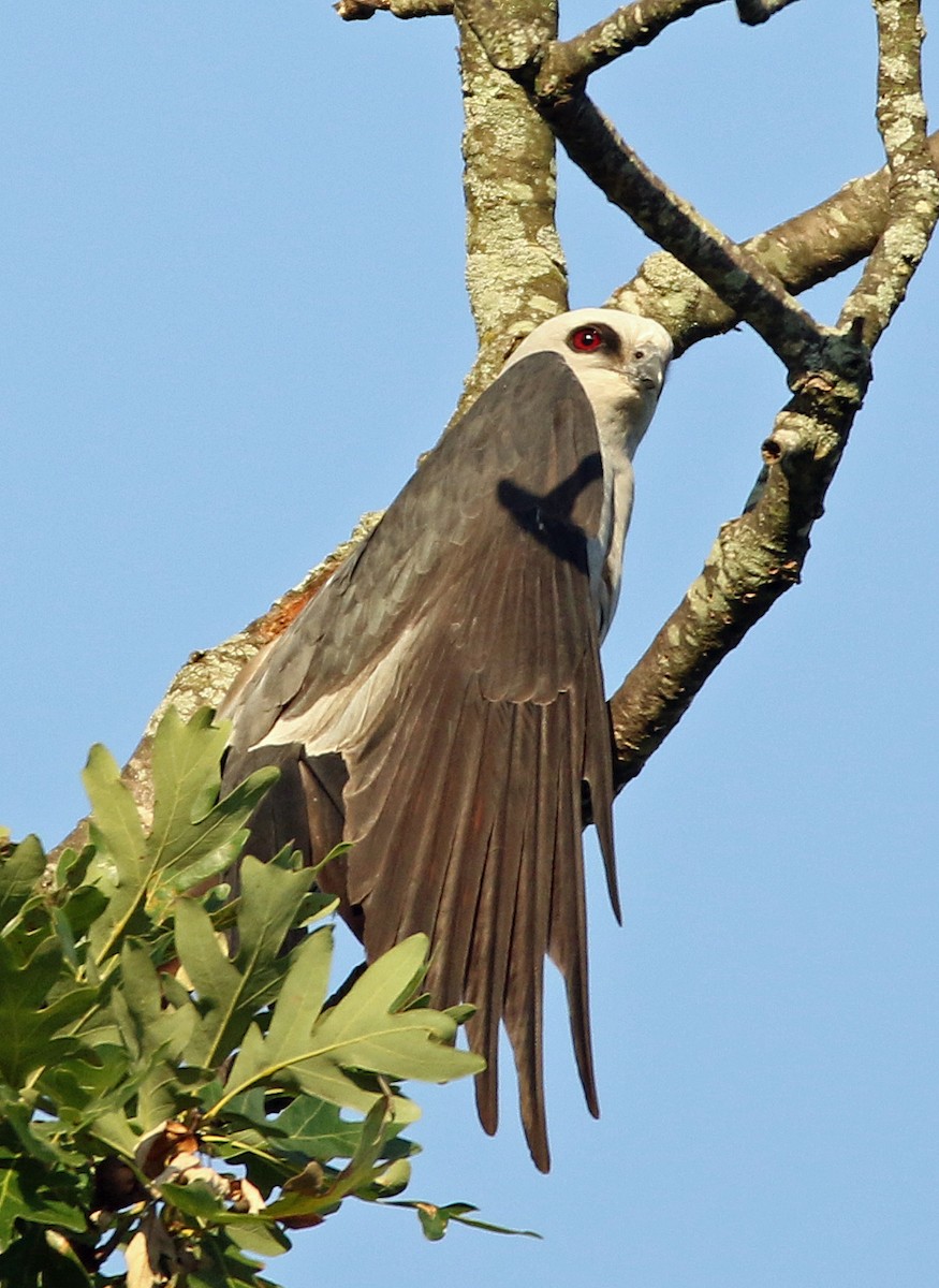 Mississippi Kite - ML620484508