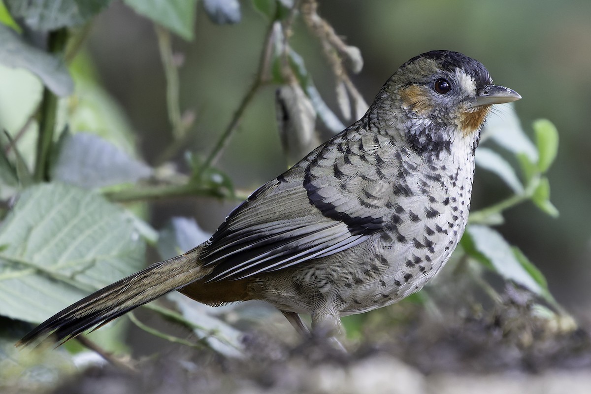 Rufous-chinned Laughingthrush - ML620484512