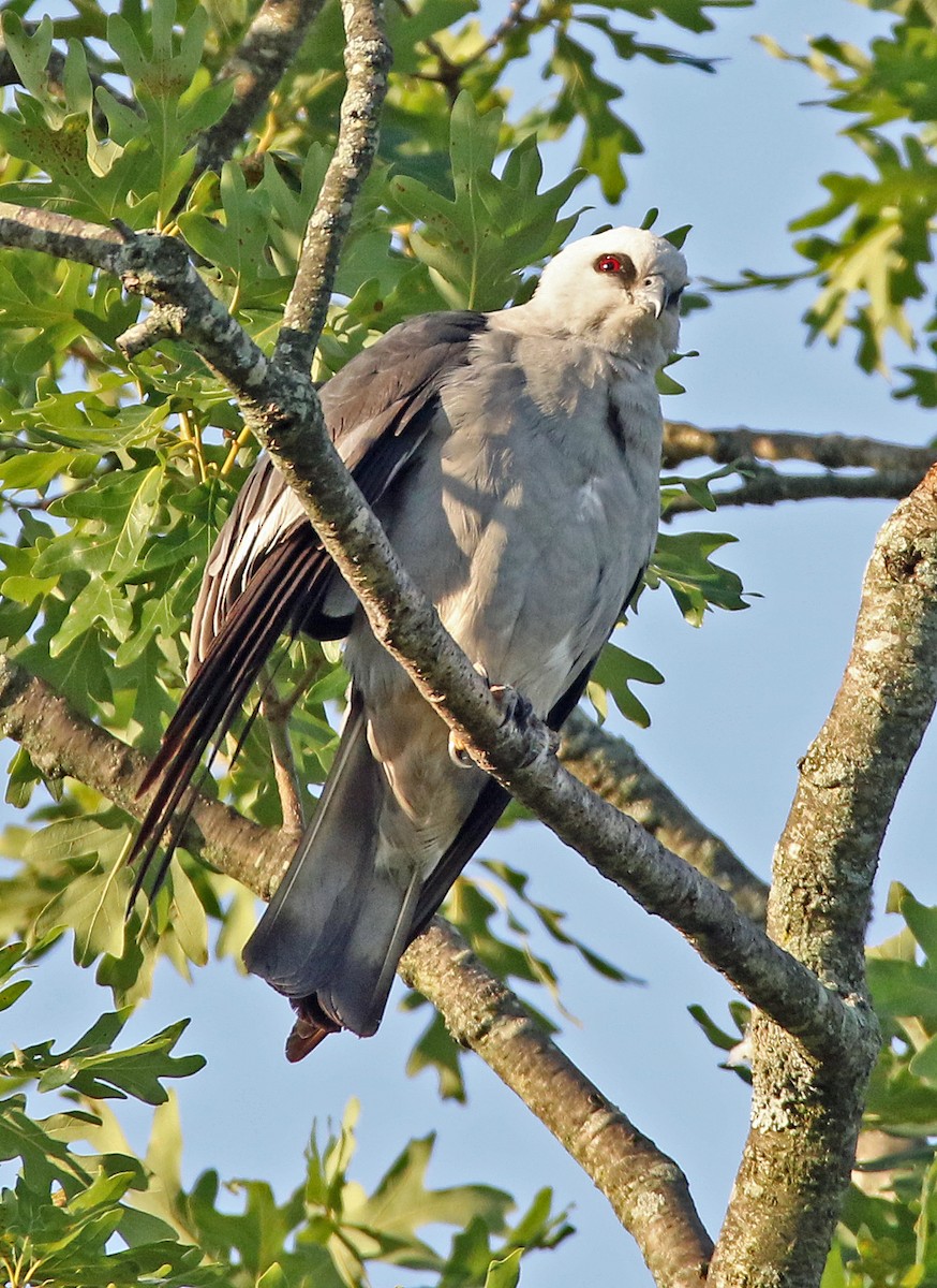 Mississippi Kite - ML620484516